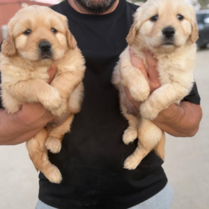 Golden retriever boys