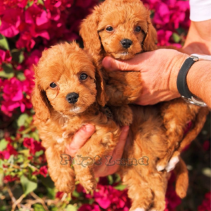 F1 cavapoo