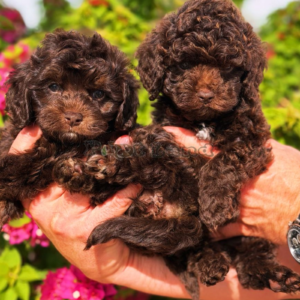 Chocolate F1B cockapoo