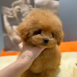 Southkorean teacup poodle