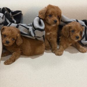 Cavapoo boys and girl