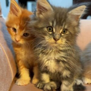Mainecoon boy and girl