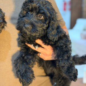 Labradoodle F1B boy