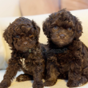 Cockapoo F1B boy and girl