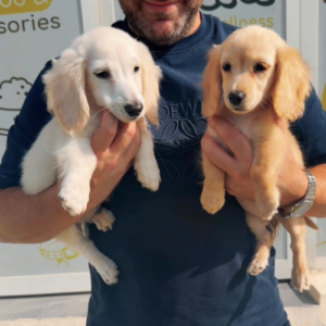 Dachshund miniature creamy