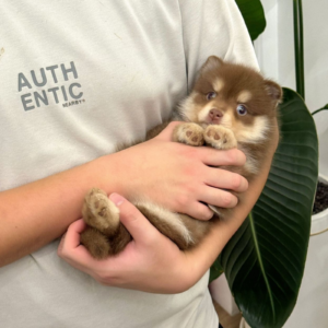 Mini Pomsky