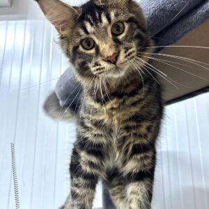 Polydactyl Female Mainecoon