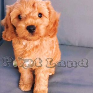 Cavapoo girl