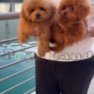 Teacup poodle boy and girl from SouthKorea
