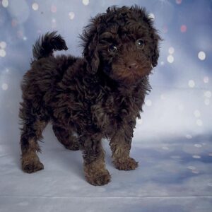Toy Poodle Miniature chocolate brown girl from Russia