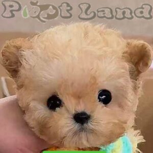 Teacup poochon girl from China