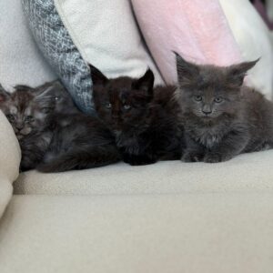 Mainecoon girls