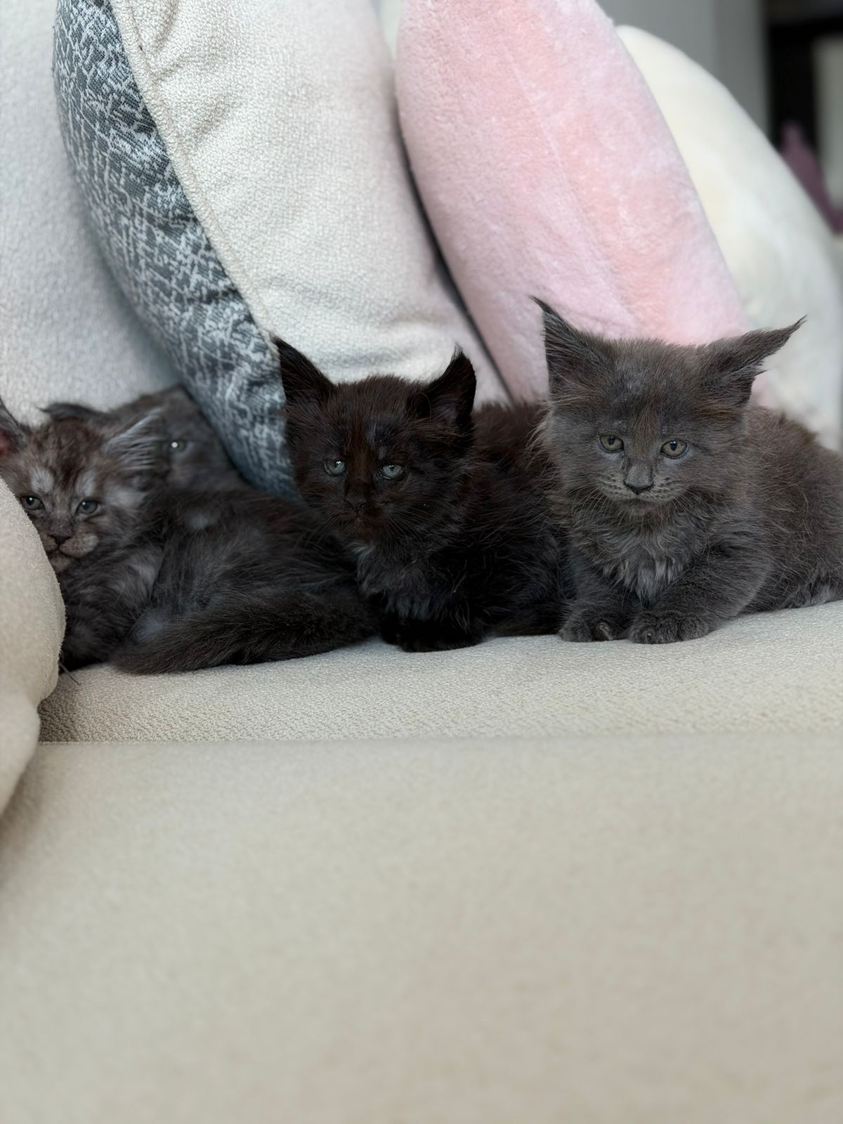 WhatsApp Image 2026-01-25 at 2.46.10 PM