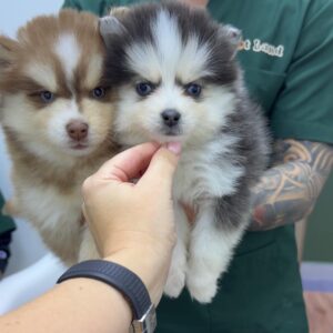 Mini pomsky boy and girl Southkorean