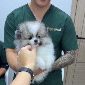 Panda Pomeranian male super mini Southkorean