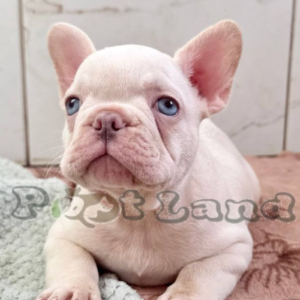 French bulldog platinum with blue eyes from Russia boy super unique