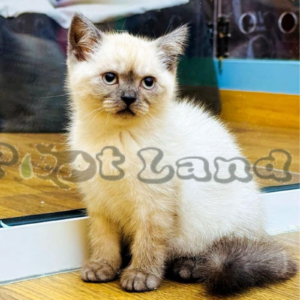 British short hair girl a033