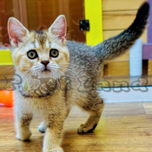 Ny11 British short hair boy