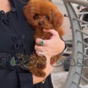 Teacup poodle boy from SouthKorea