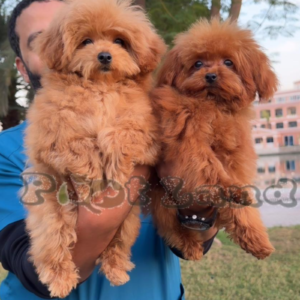 Teacup poodle boy and girl from SouthKorea