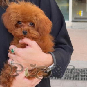 Teacup poodle boy from SouthKorea