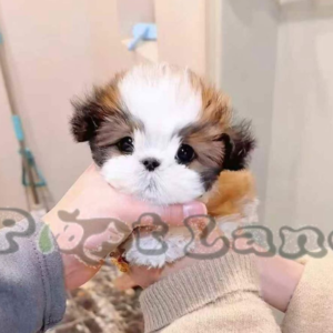 Teacup Shihtzu girl from China