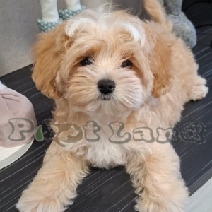 Maltipoo boy from Ukraine