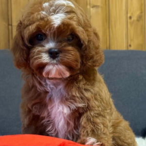 Cavapoo girl from Ukraine