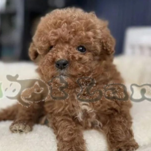 Mini labradoodle boy from Russia