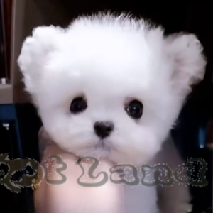 Teacup bichon girl from China