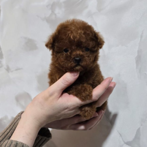 Teacup poodle boy from China