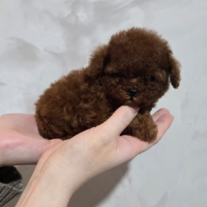 Teacup poodle girl From China