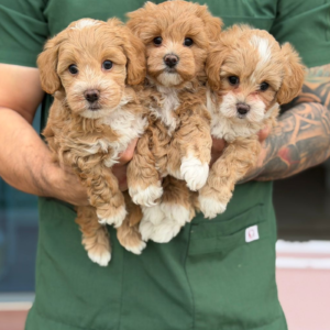 Maltipoo girls and boy