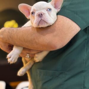 Platinum French Bulldog from Russia