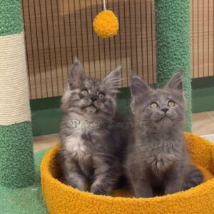 Mainecoon girls - Blue and silver smoke