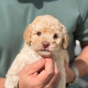 Miniature Maltipoo boy (green eyes, caramel point)