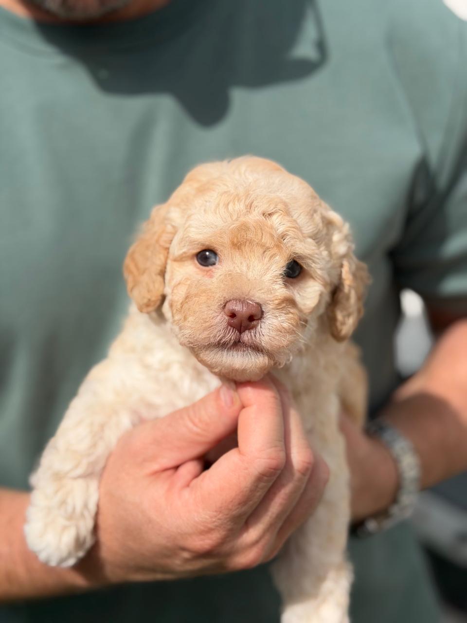 WhatsApp Image 2026-02-17 at 11.10.00 AM