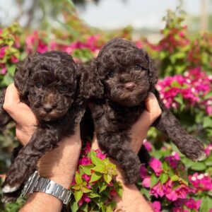 Chocolate brown poodle girls (boy available)
