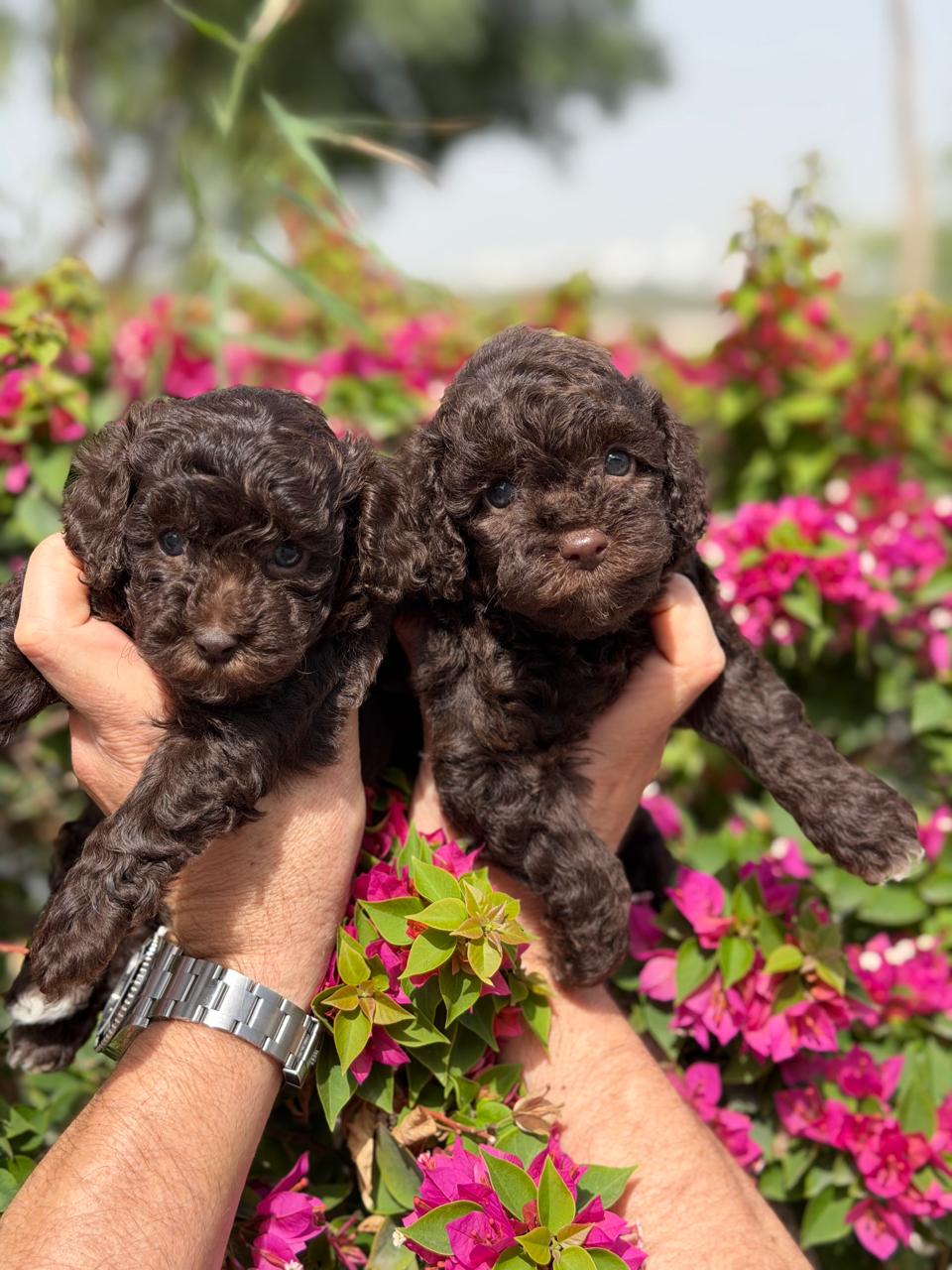 WhatsApp Image 2026-02-17 at 11.10.47 AM