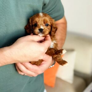 Cavapoo boy