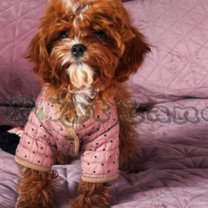 Cavapoo girl