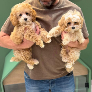 Maltipoo female and male from Ukraine