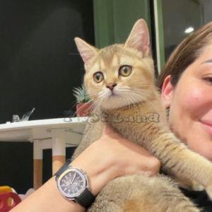 Ny11 British short hair male