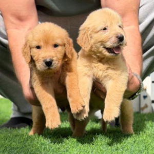 Golden Retriever Boys