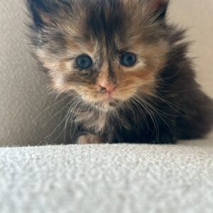 Maine Coon Female Polydactyl
