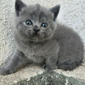 Blue British short hair male