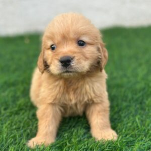 Golden Retriever girl