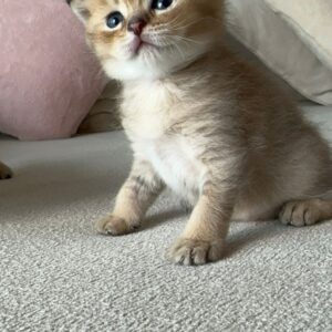 Ny11 British short hair boy and Girl