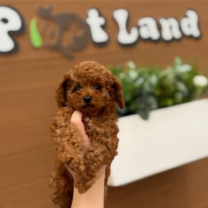 Toy poodle