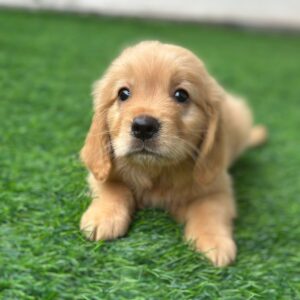 Golden retriever girl